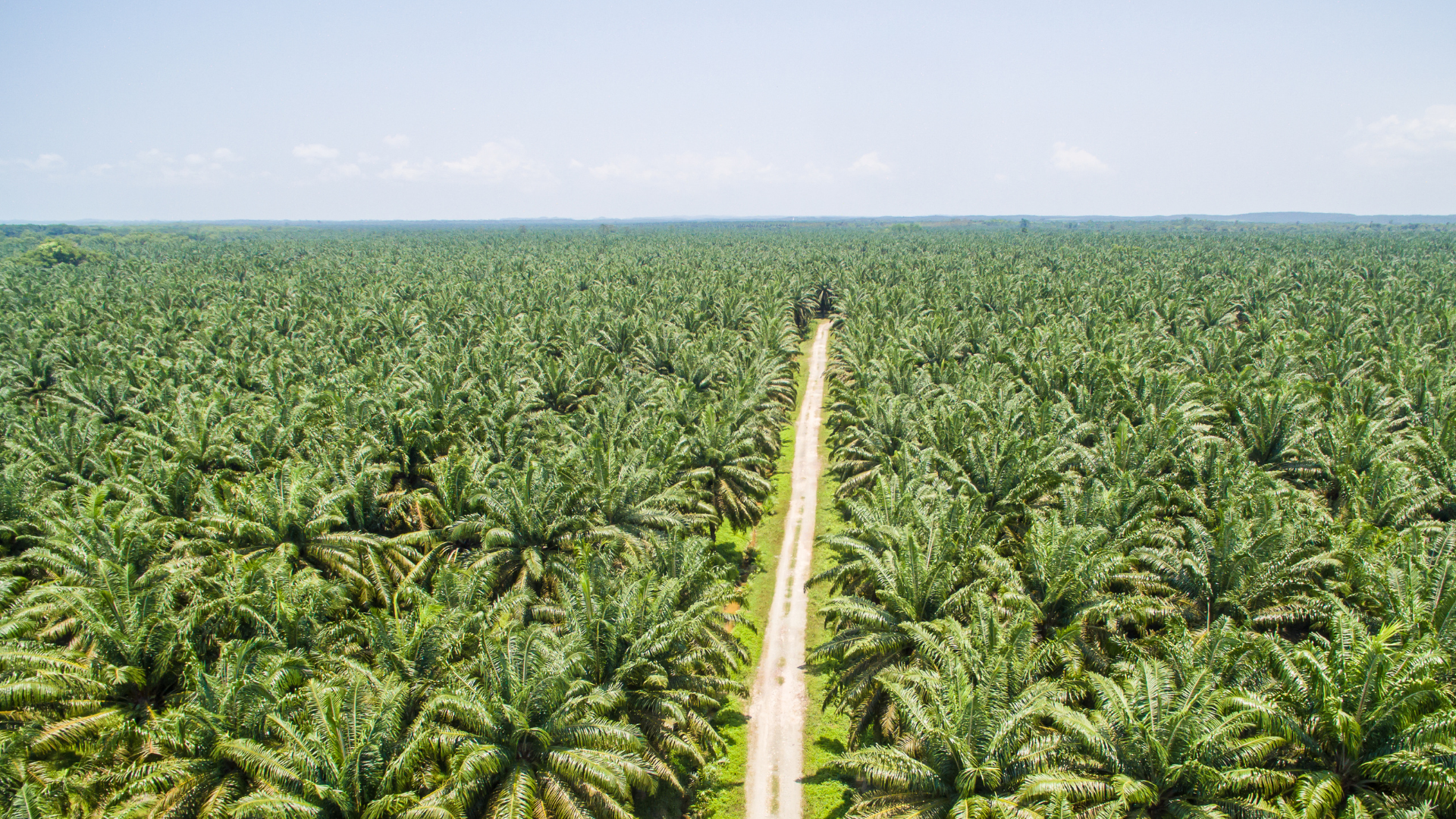 Aerial view of Malaysian palm oil landscape