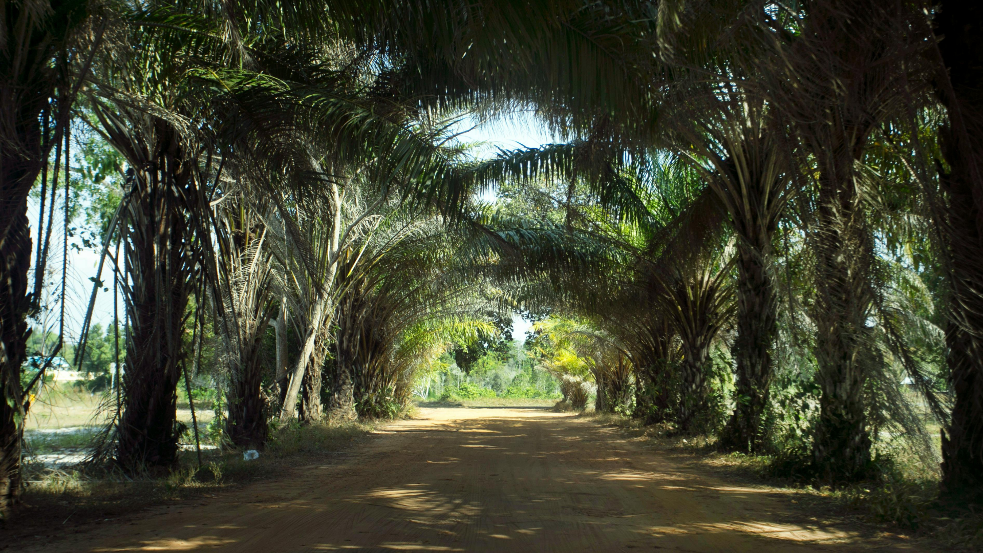 Palm oil estate pathway